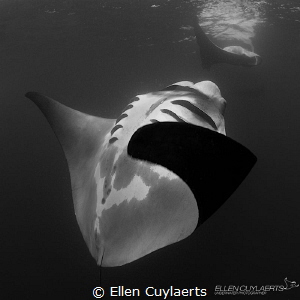 Freedom
Barrel rolling manta during whale shark feeding ... by Ellen Cuylaerts 